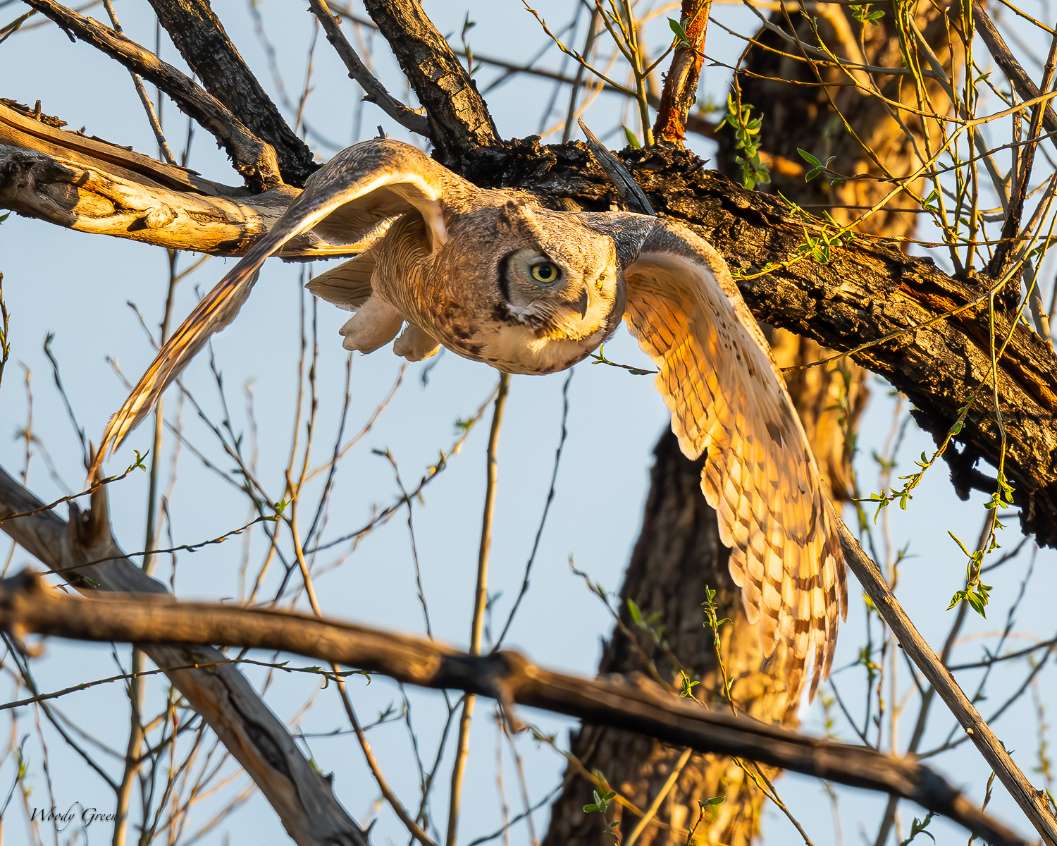OwlFlight-595.jpg
