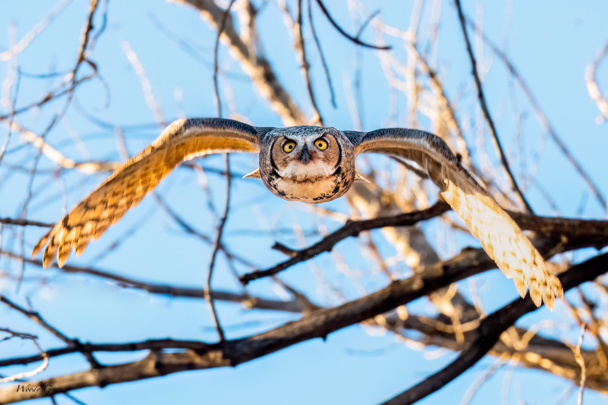 OwlFlight-596.jpg