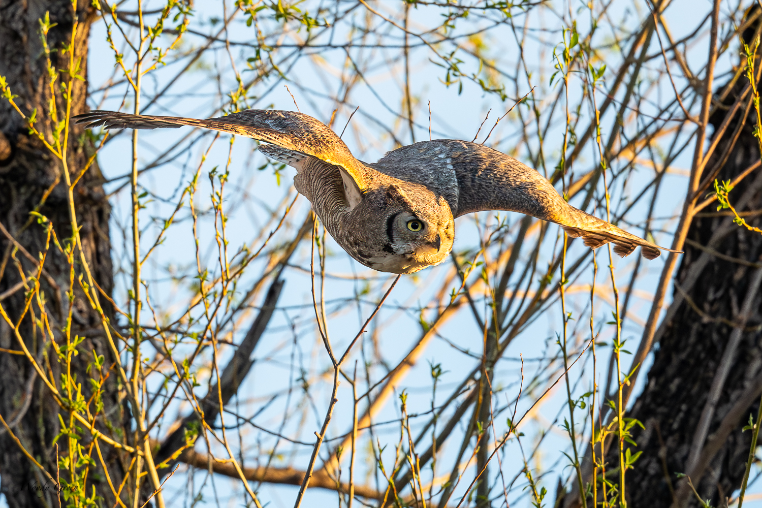 OwlFlight-596.jpg