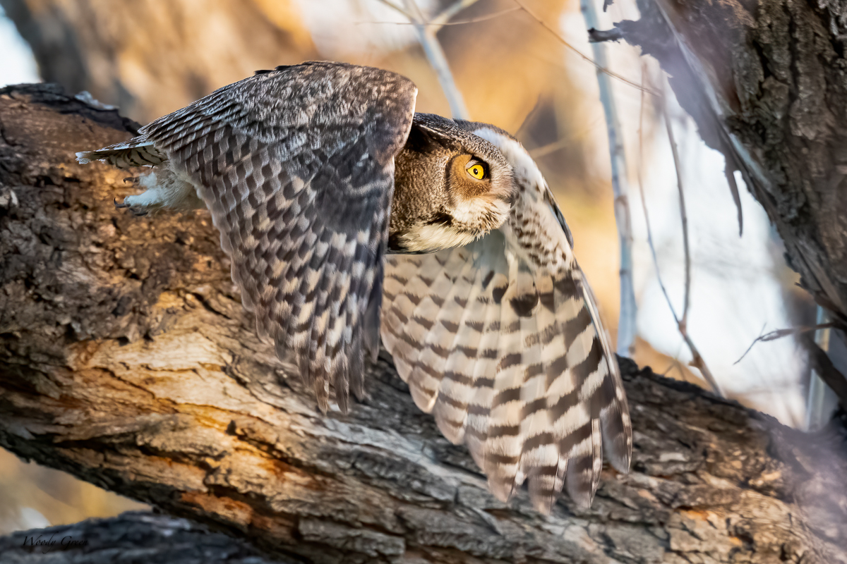OwlFlight-598.jpg
