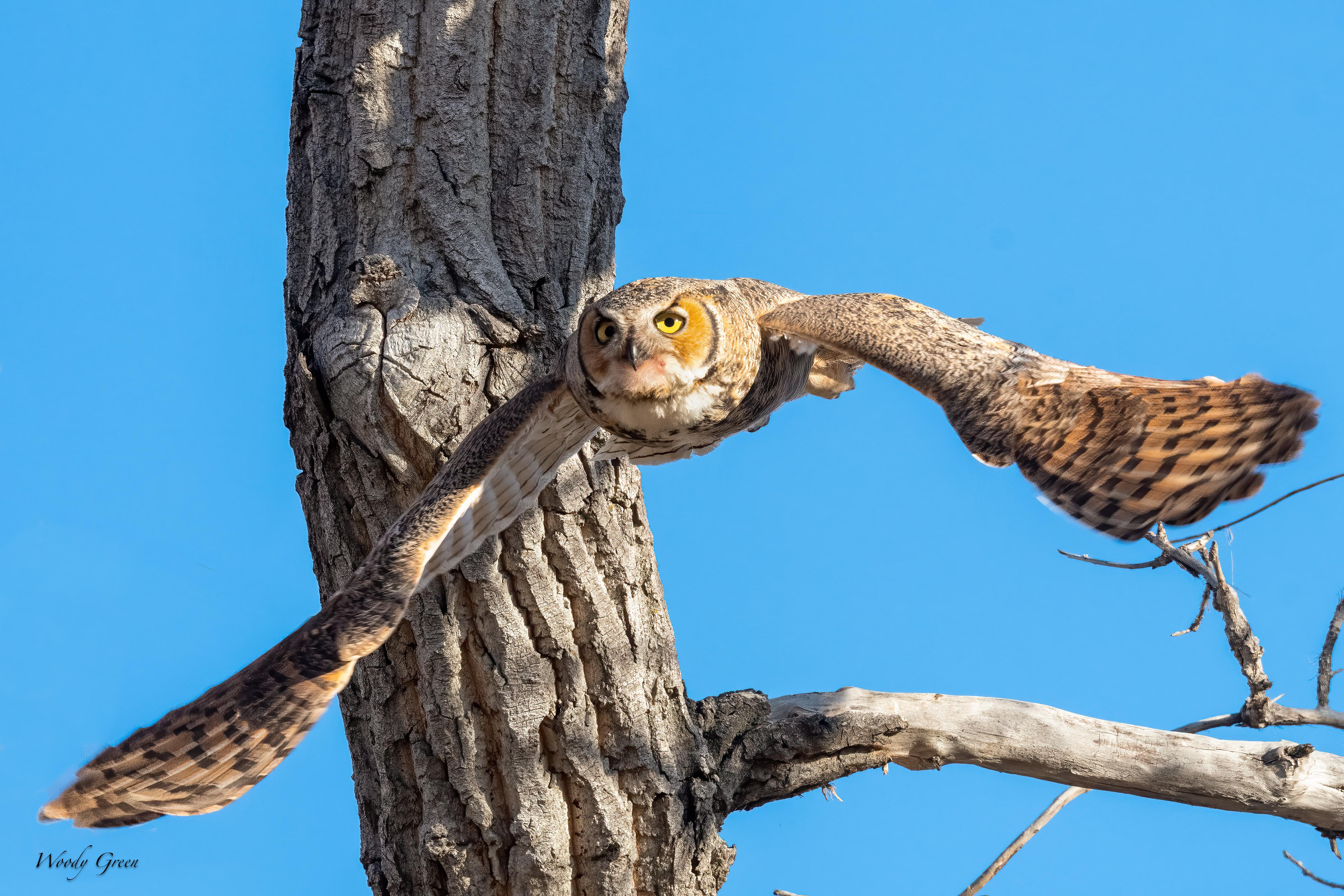 OwlFlight-599.jpg
