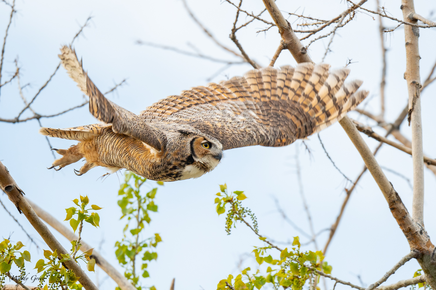 OwlFlight-605.jpg