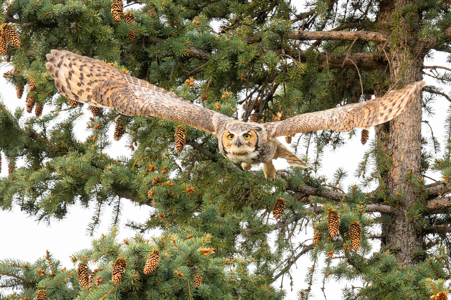 OwlFlight-606.jpg