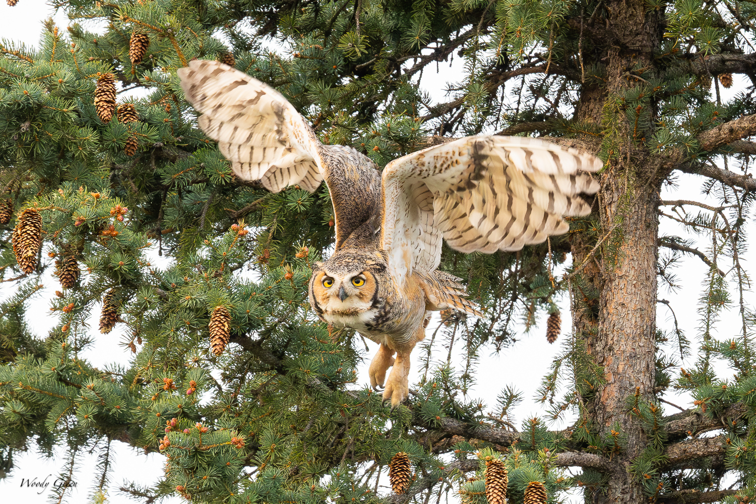 OwlFlight-607.jpg