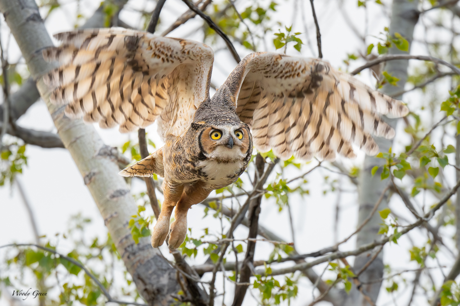 OwlFlight-608.jpg