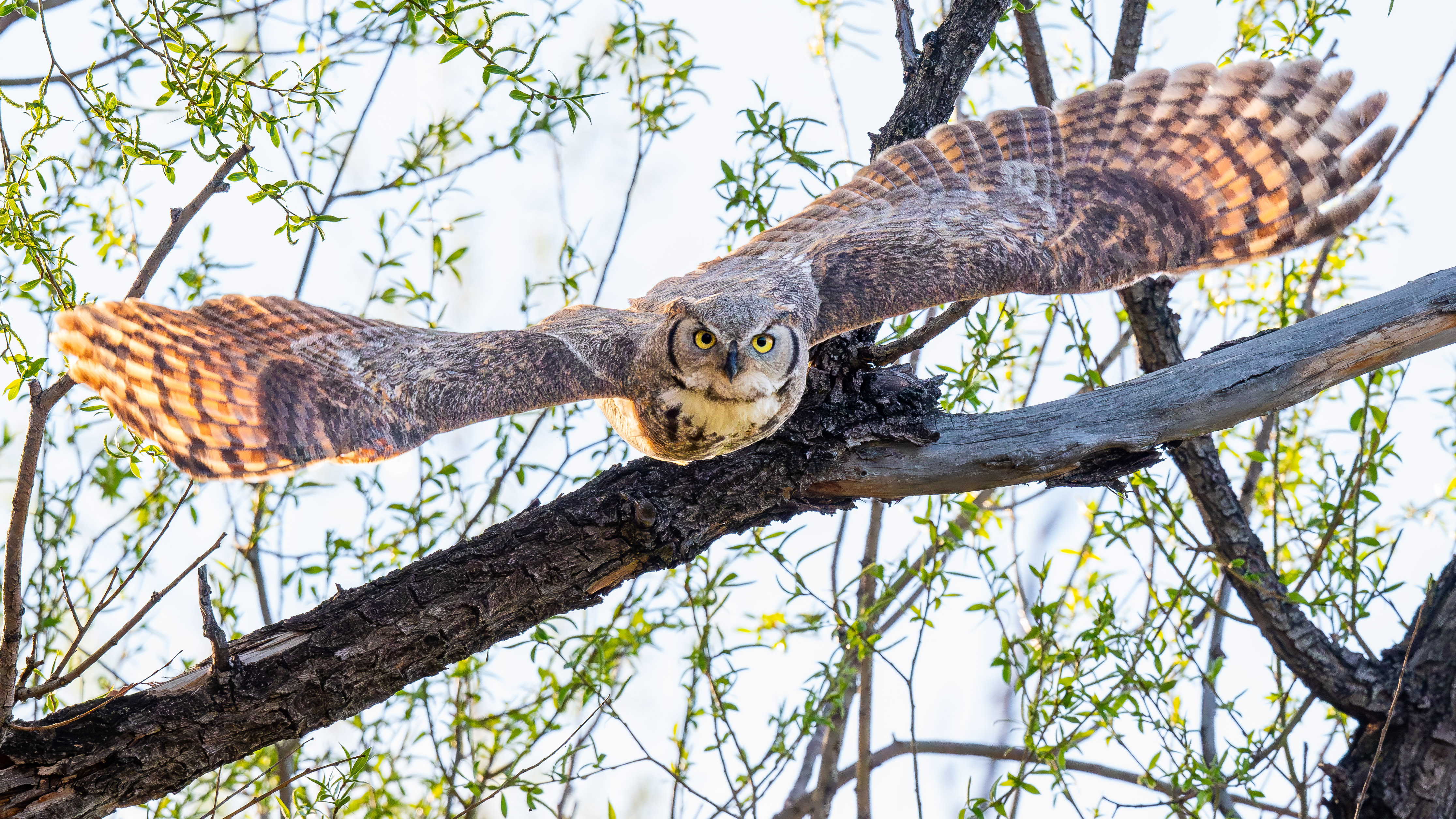 OwlFlight-760.jpg