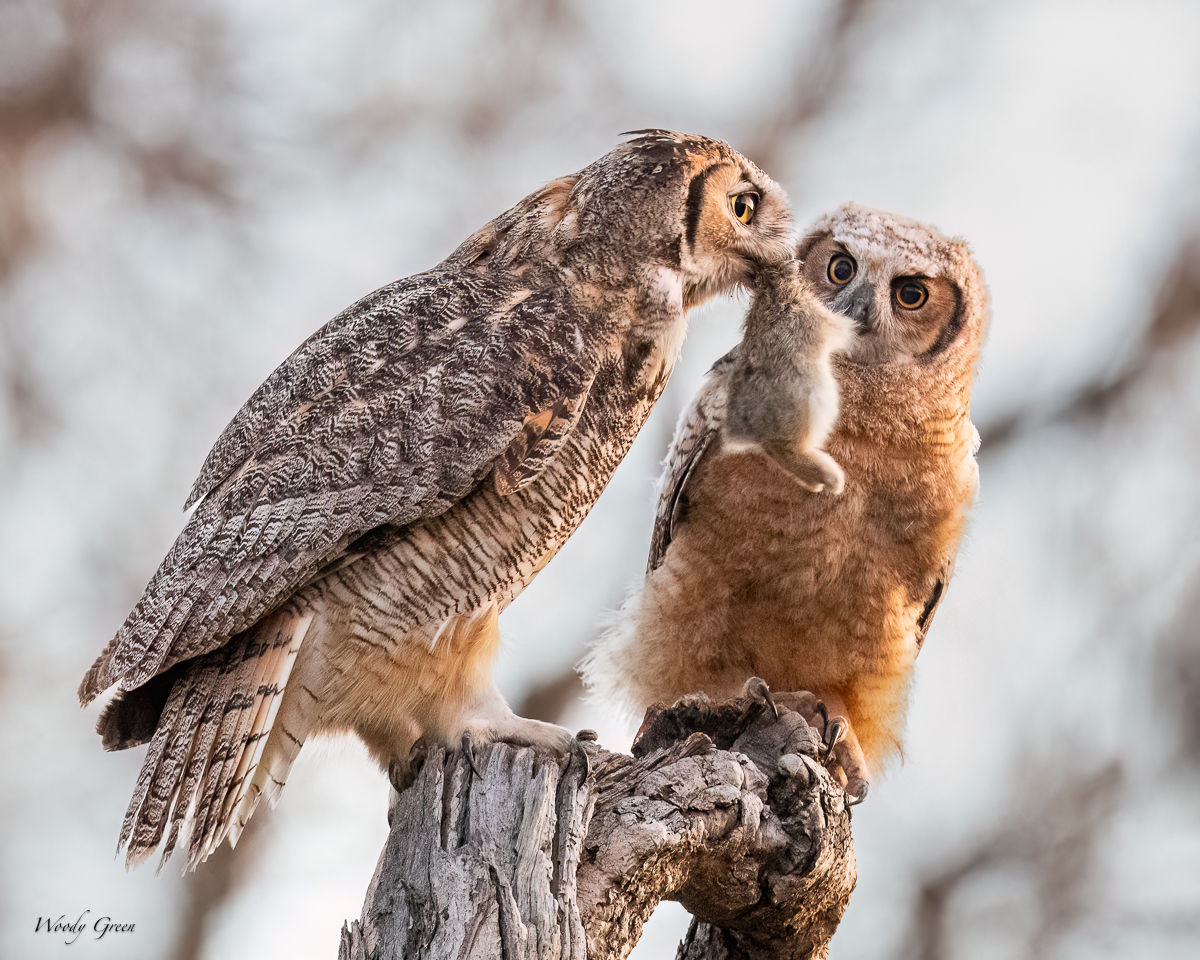 OwlFood-612.jpg