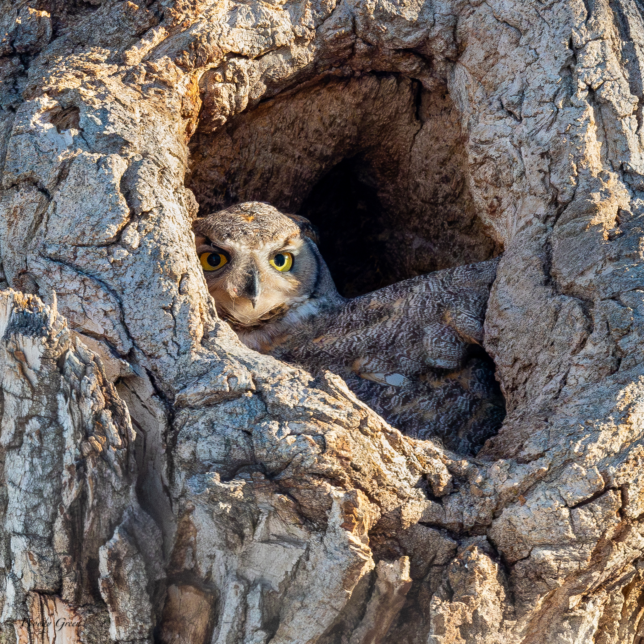 OwlHole-305.jpg