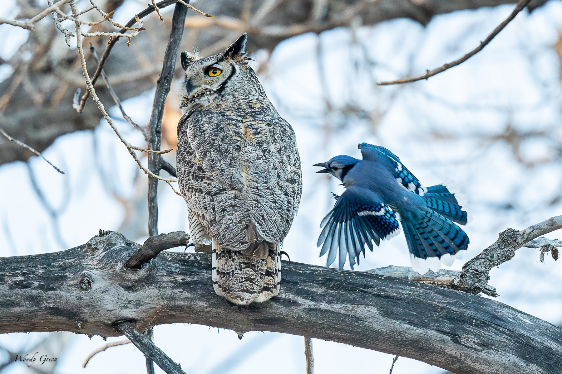 OwlJay-26.jpg
