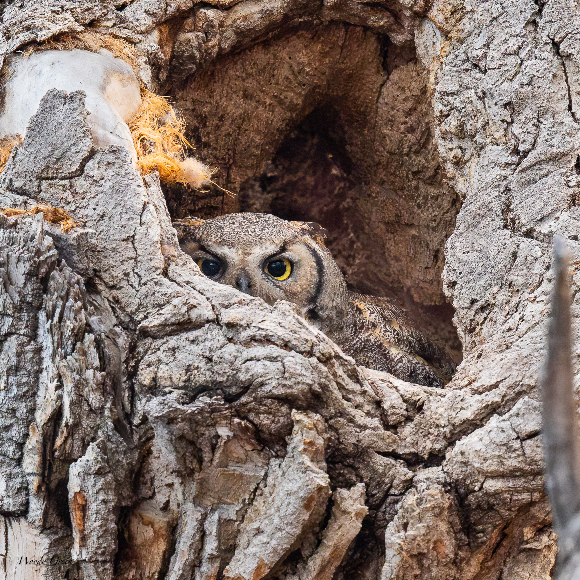 OwlMom-560.jpg