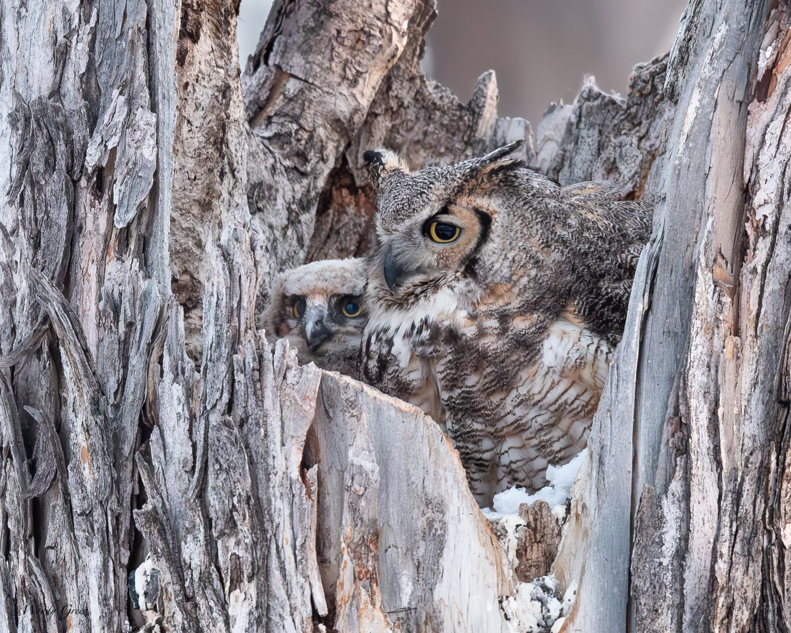 OwlMomBaby-331.jpg