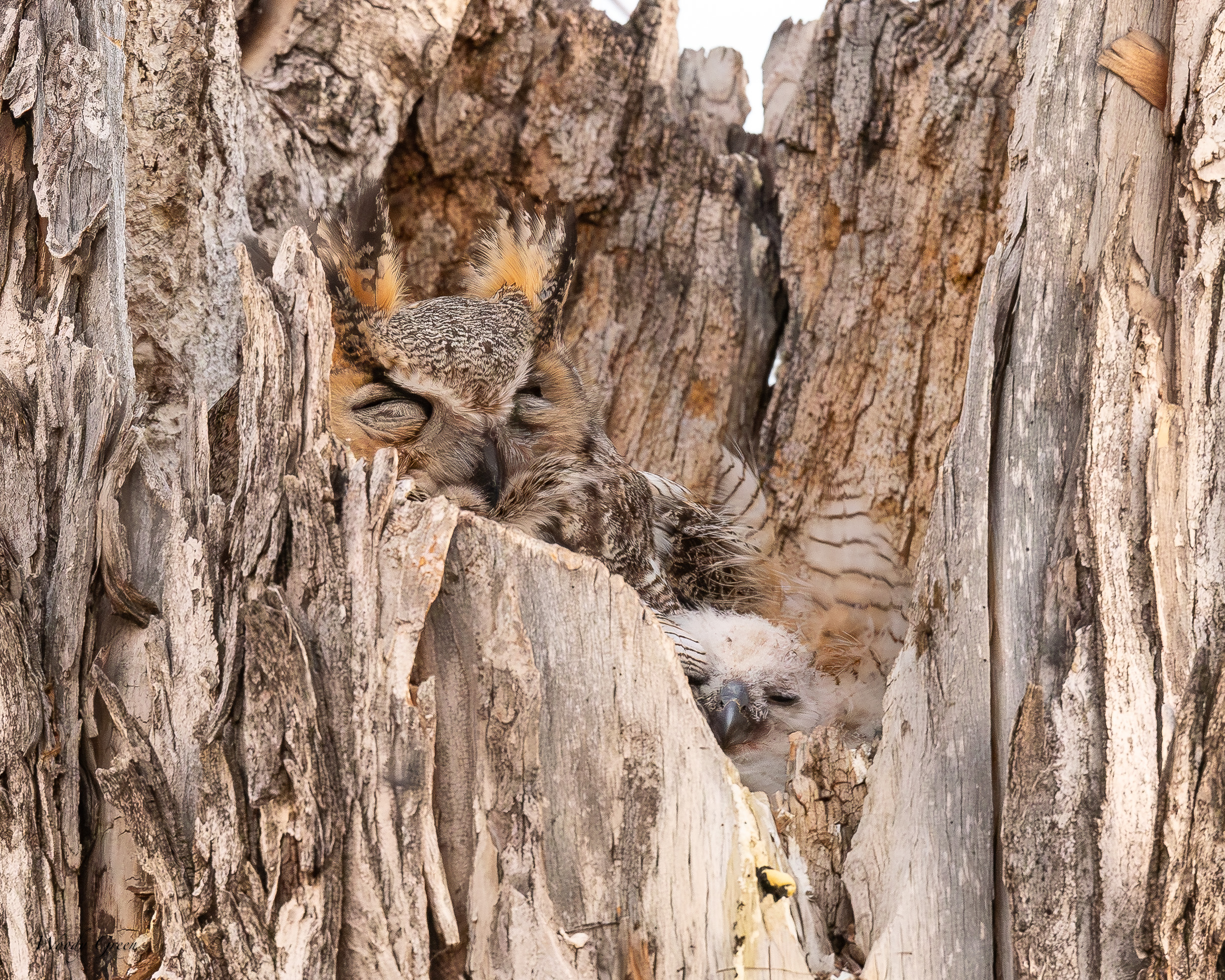 OwlMomBabyWind-46.jpg
