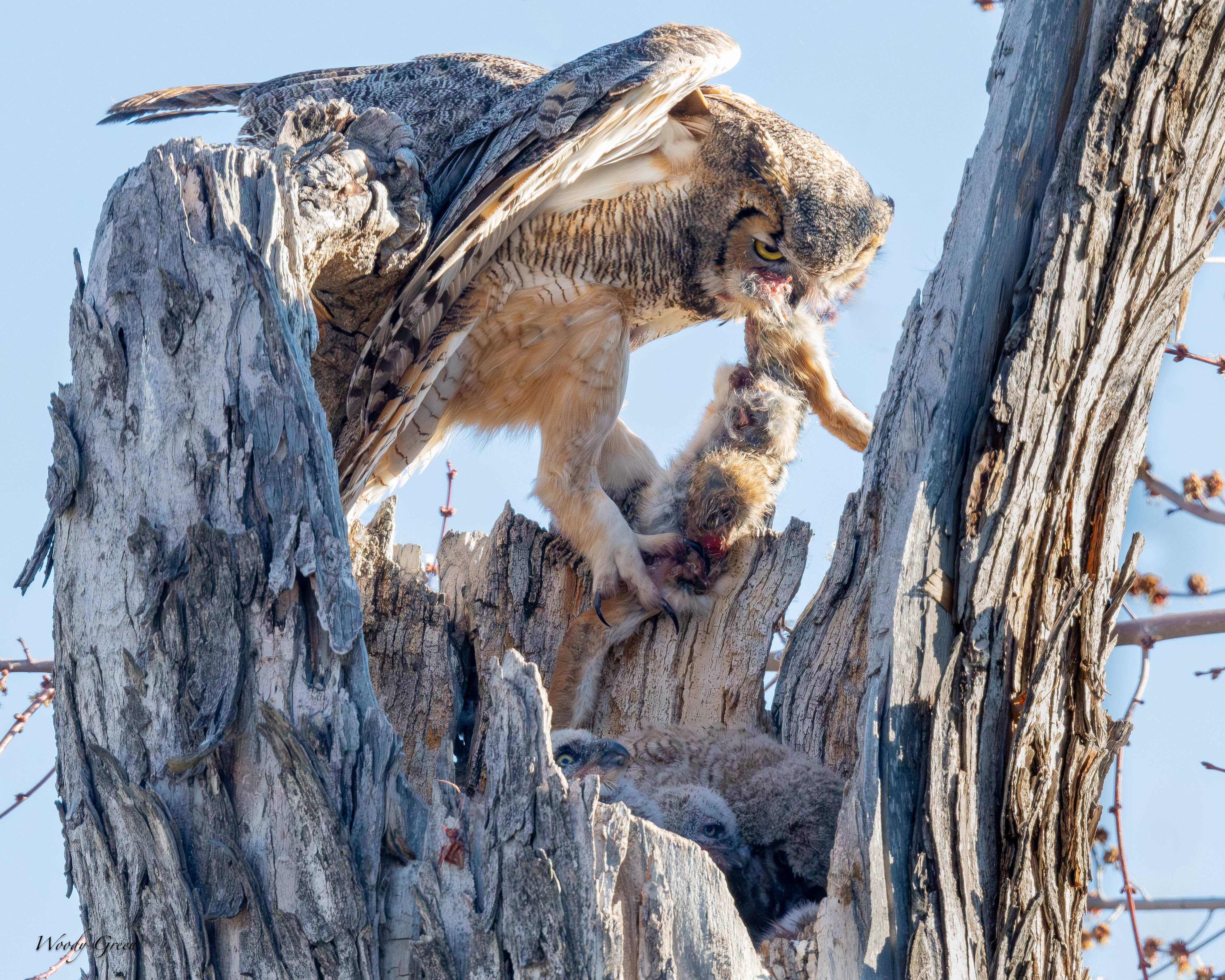 OwlMomBreakfast-59.jpg