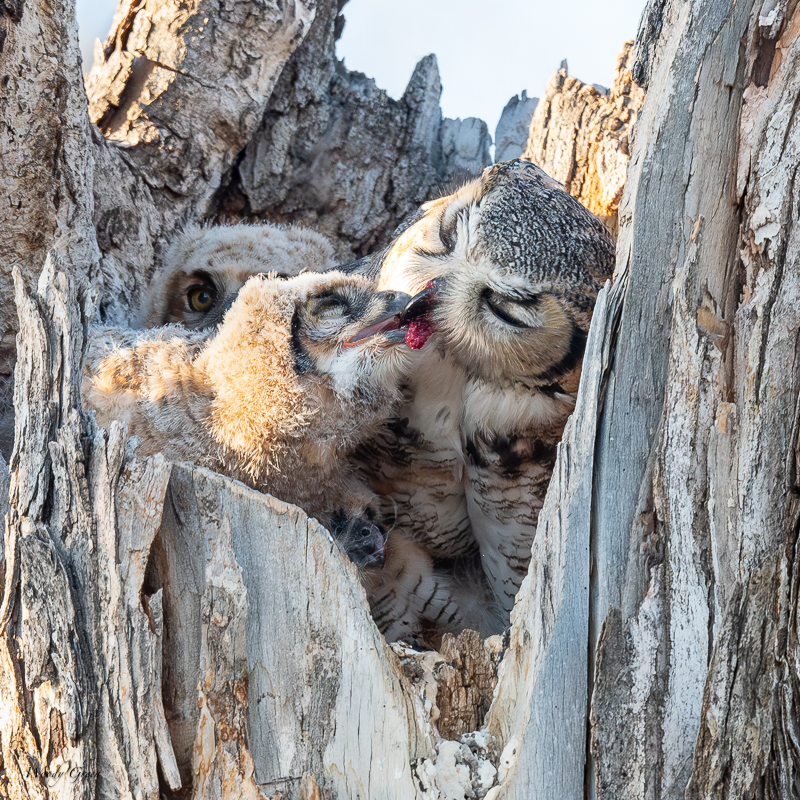 OwlMomFeeding-342.jpg