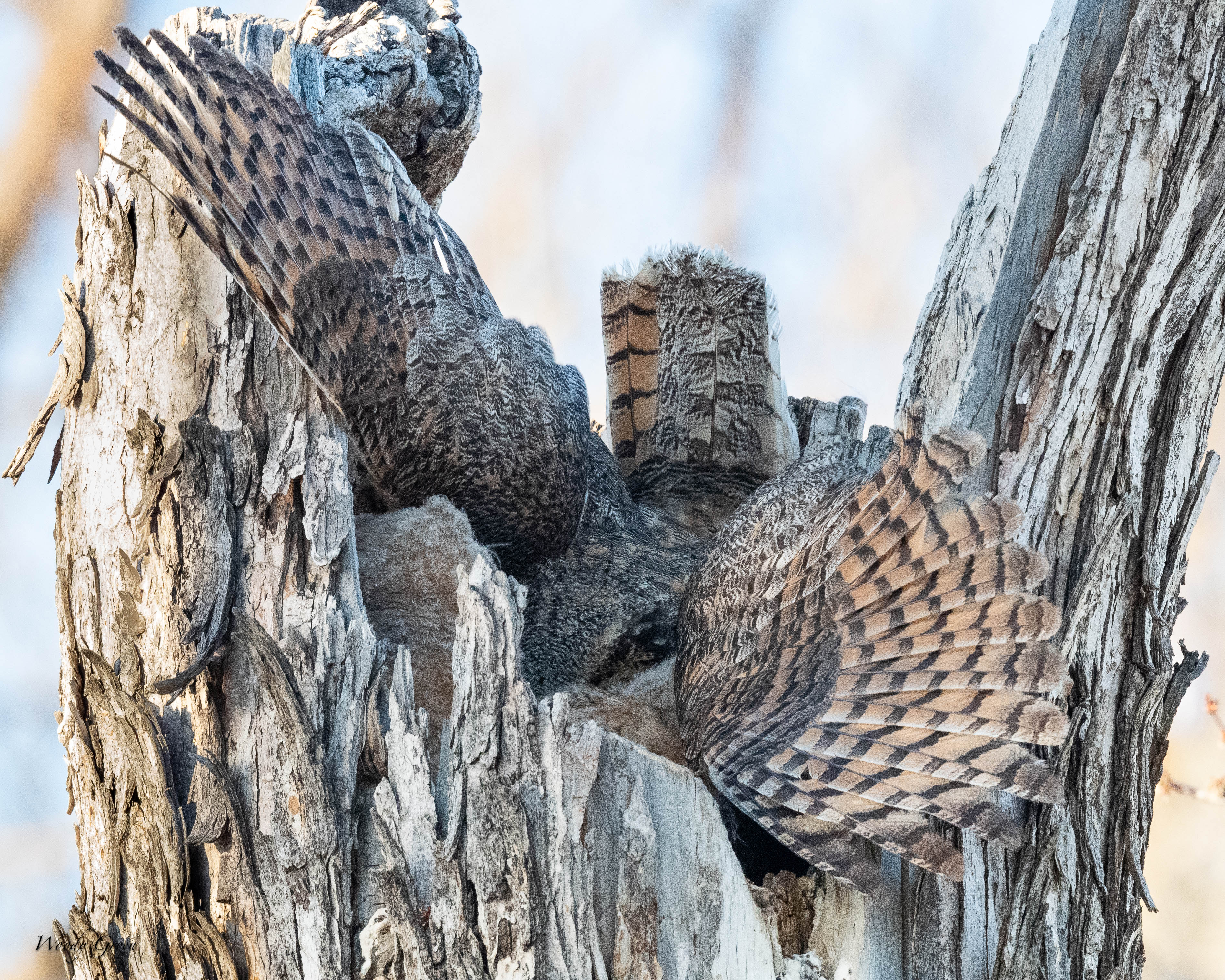 OwlMomFlopp-778.jpg