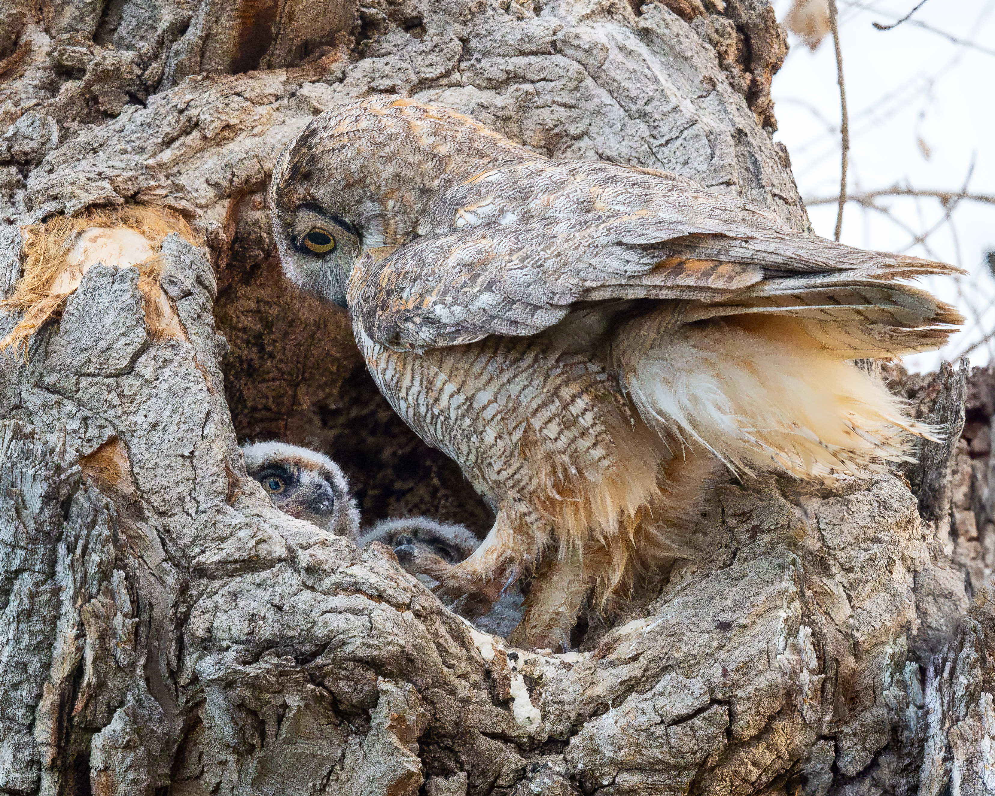 OwlMomKids-91.jpg