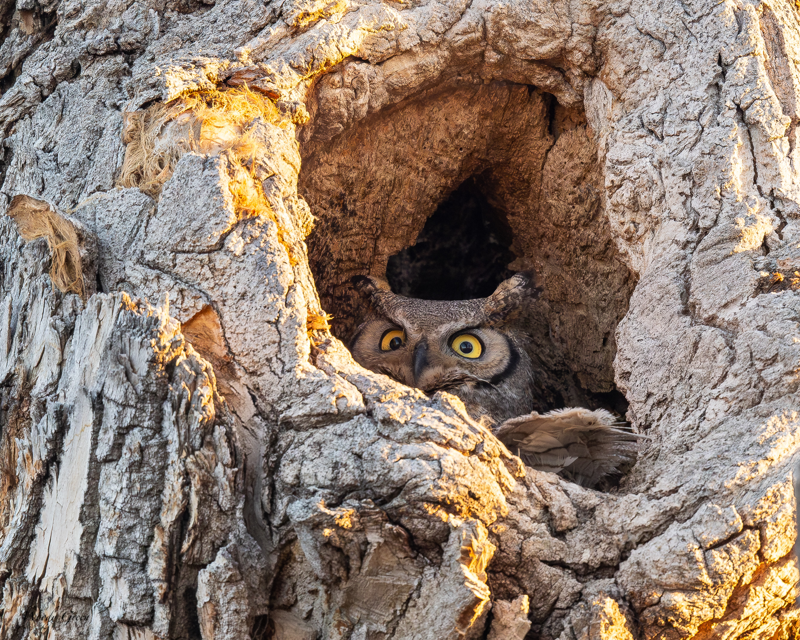 OwlMomLookout-46.jpg