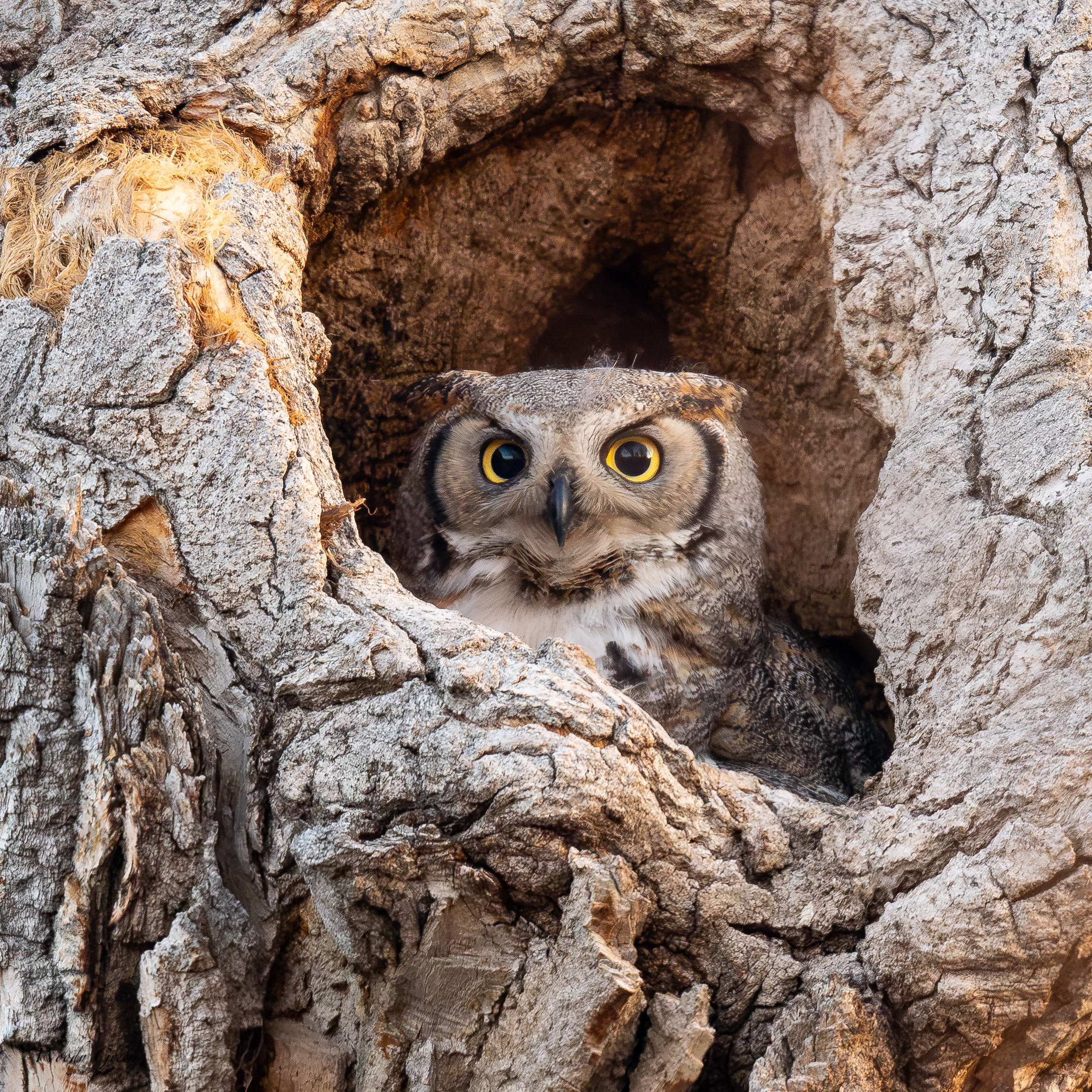 OwlMomNest-49.jpg