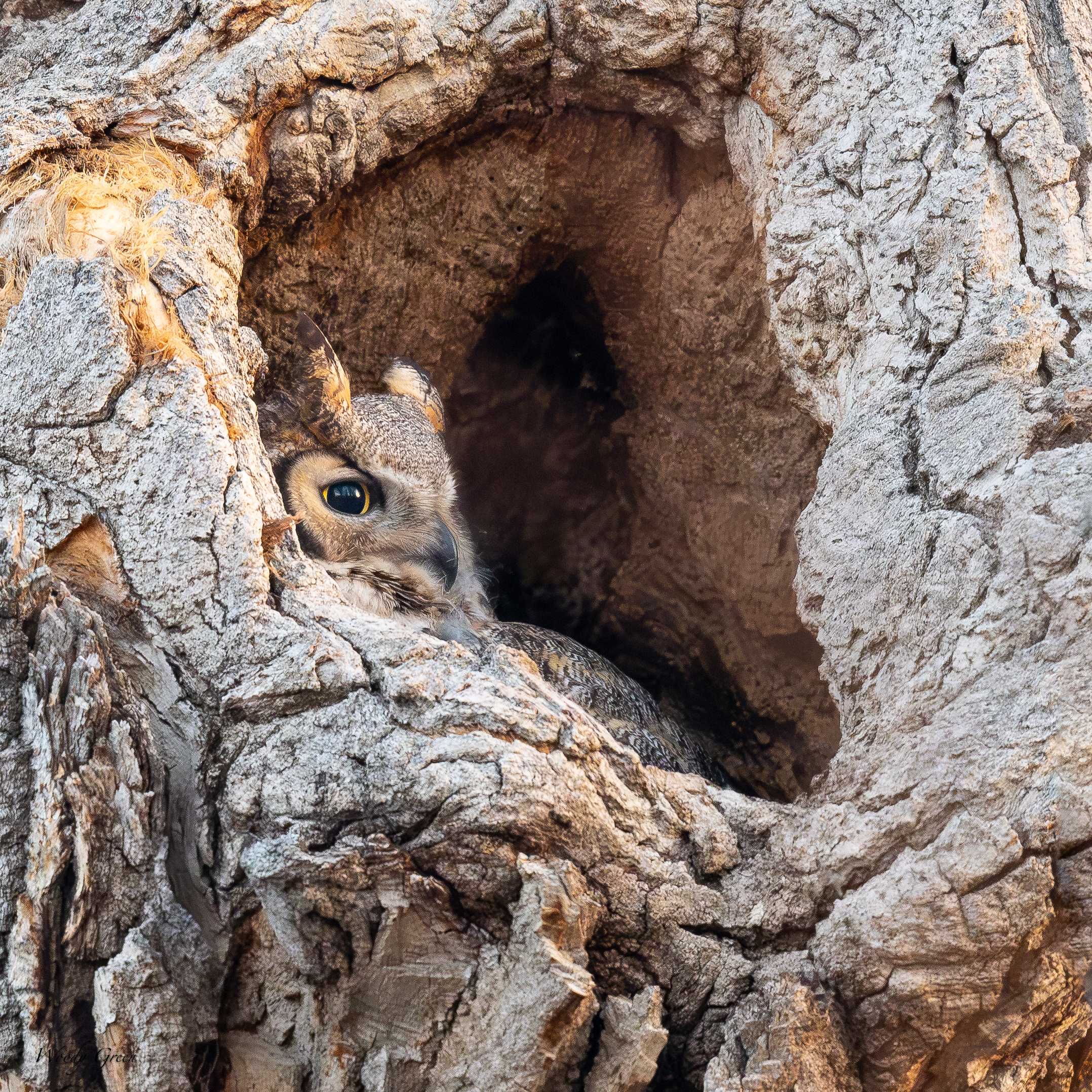 OwlMomNest-50.jpg