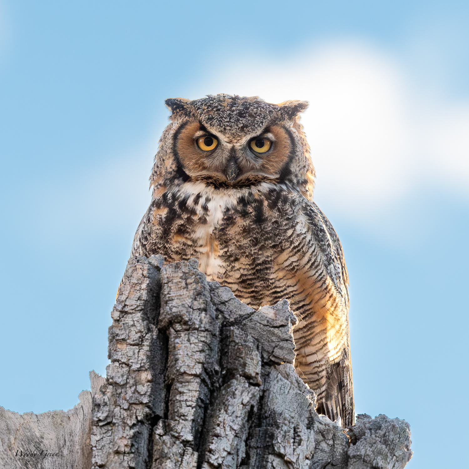 OwlMomNest-561.jpg