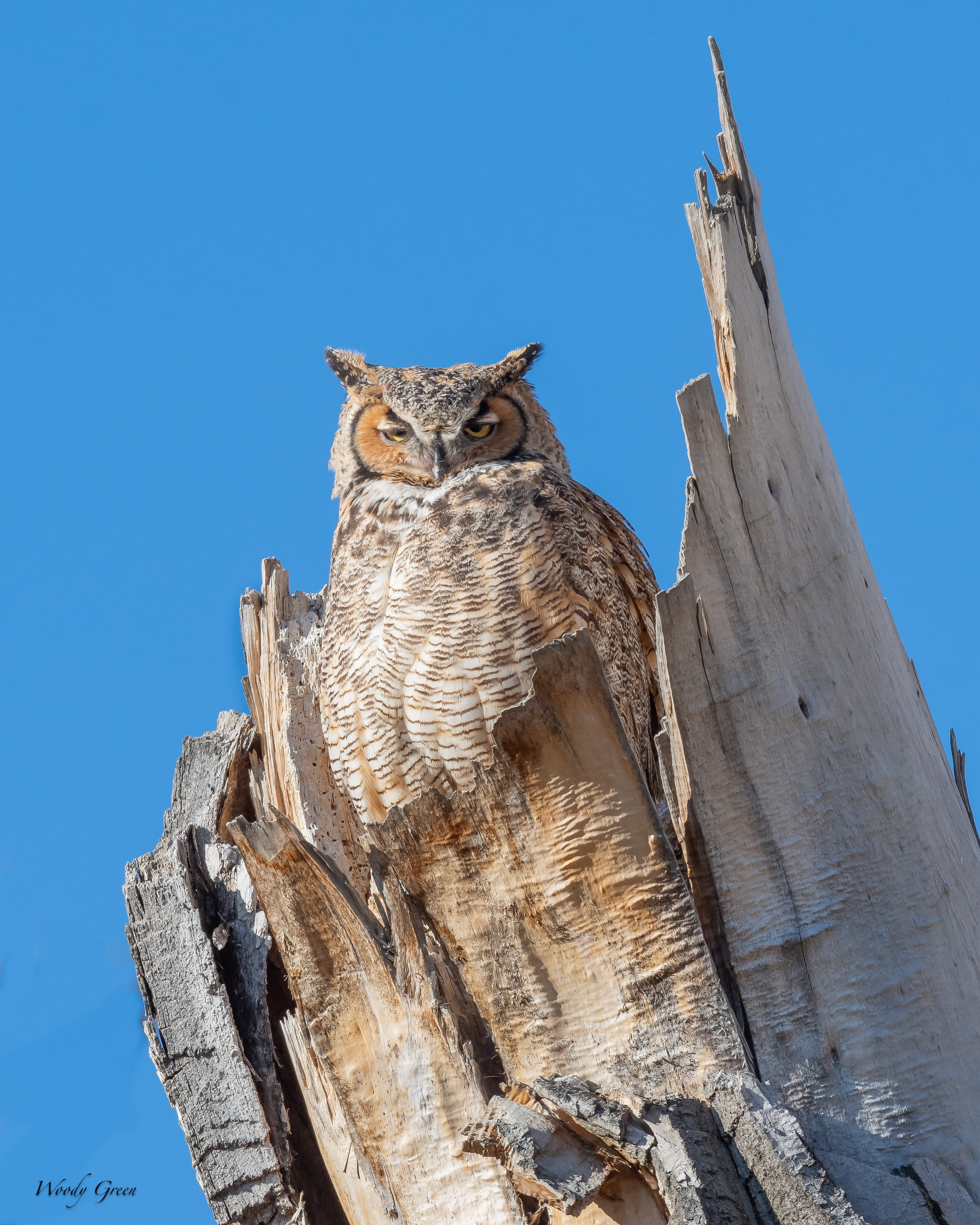 OwlMomNest-59.jpg