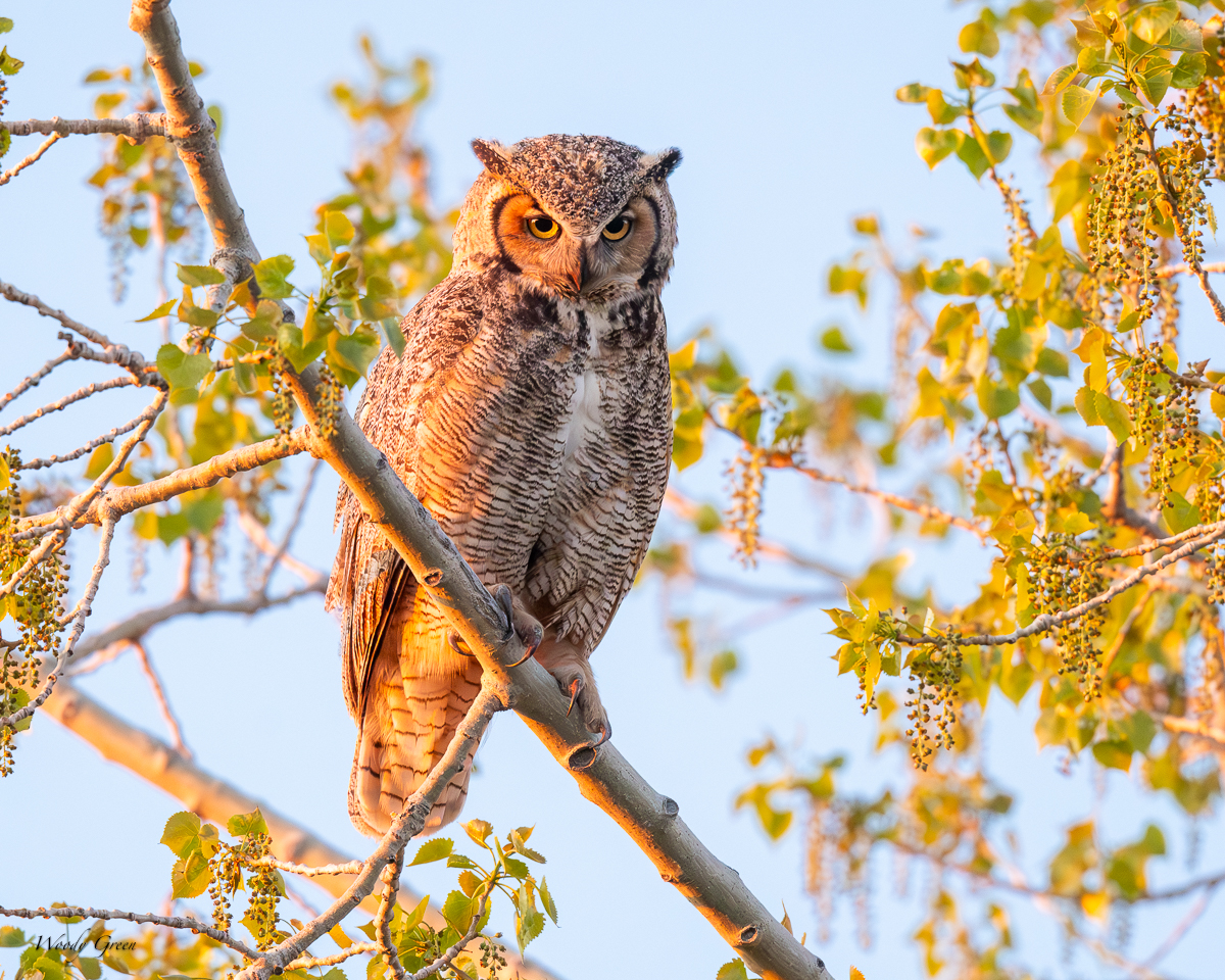 OwlMomPerched-113.jpg