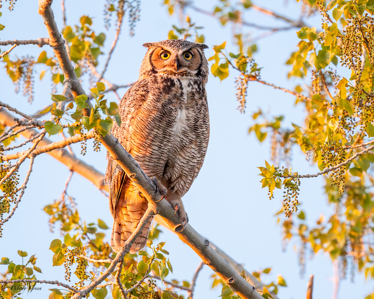 OwlMomPerched-114.jpg
