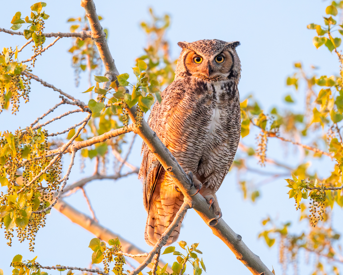OwlMomPerched-115.jpg