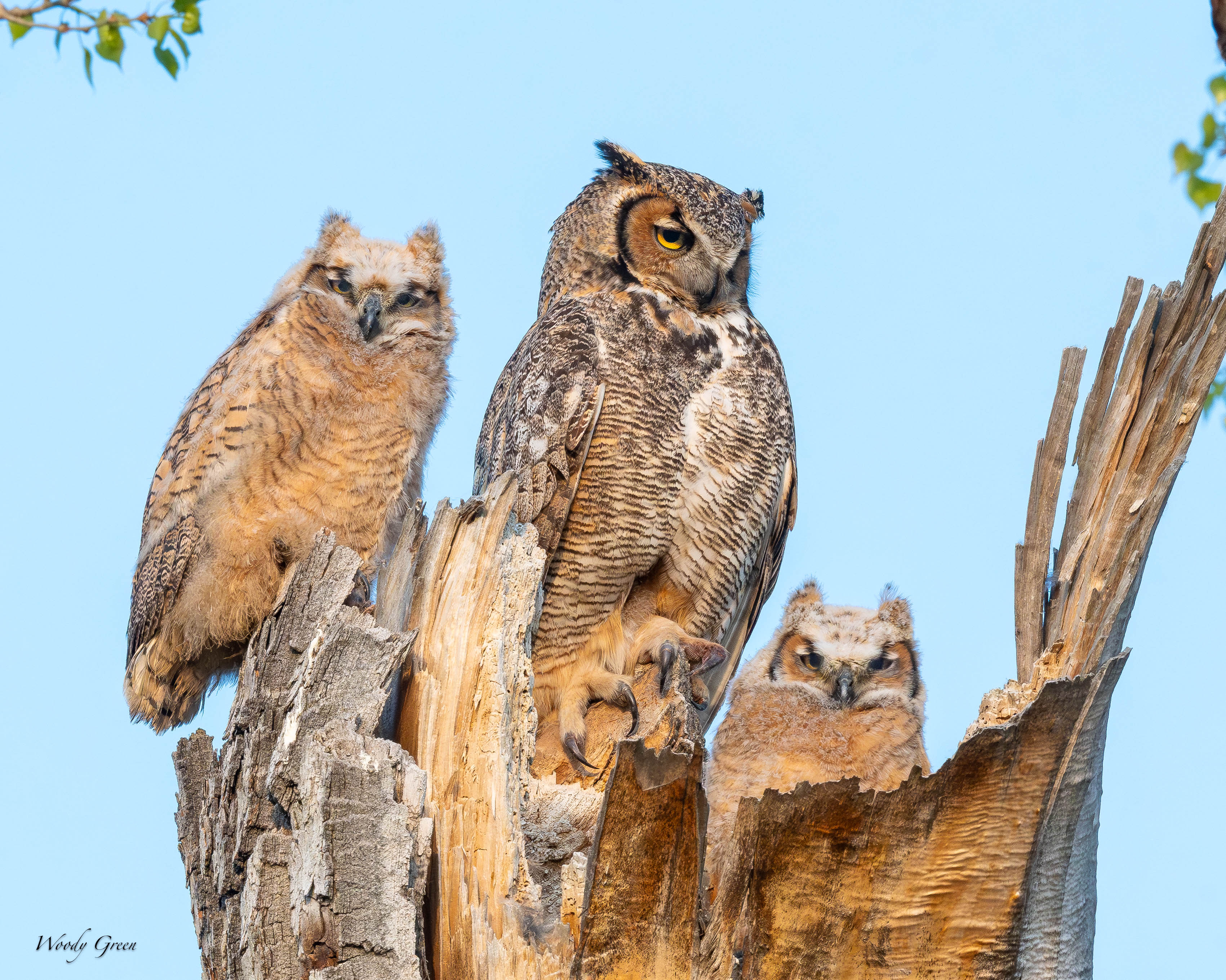 OwlNest-112.jpg