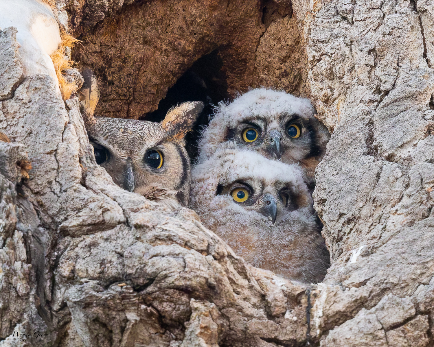 OwlNest-562.jpg