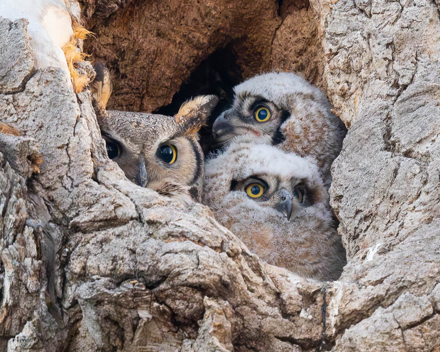 OwlNest-563.jpg