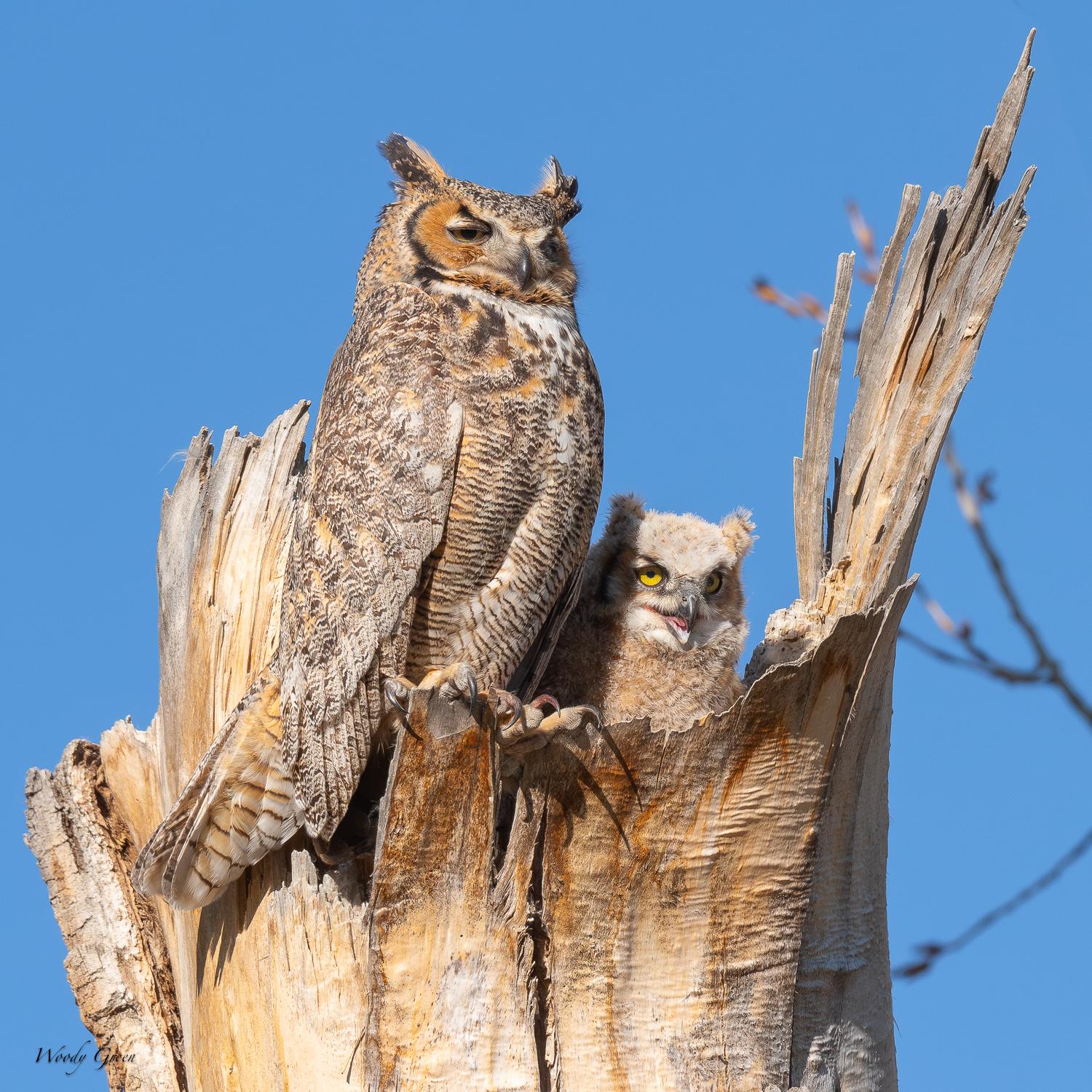 OwlNest-577.jpg