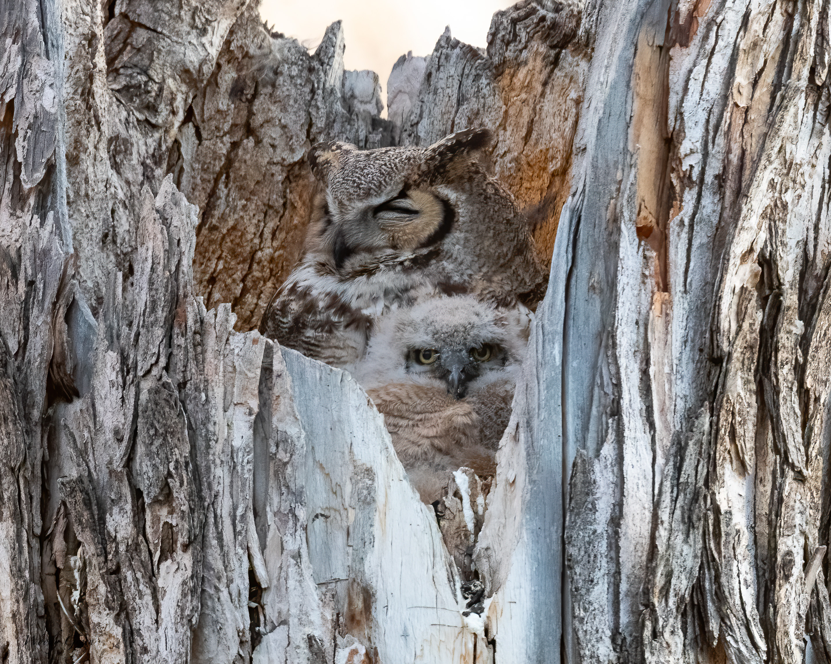 OwlNest-590.jpg