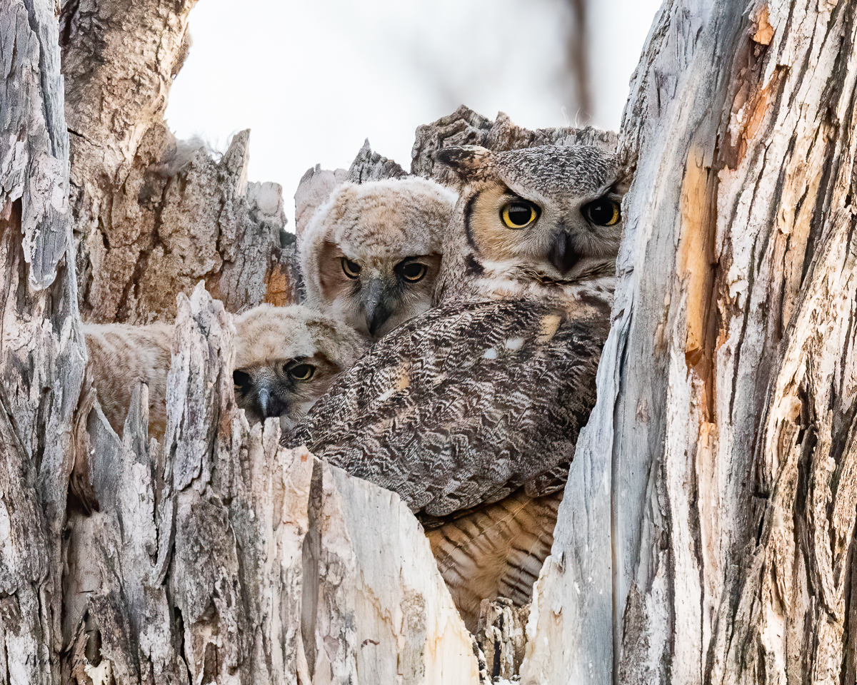 OwlNest-594.jpg