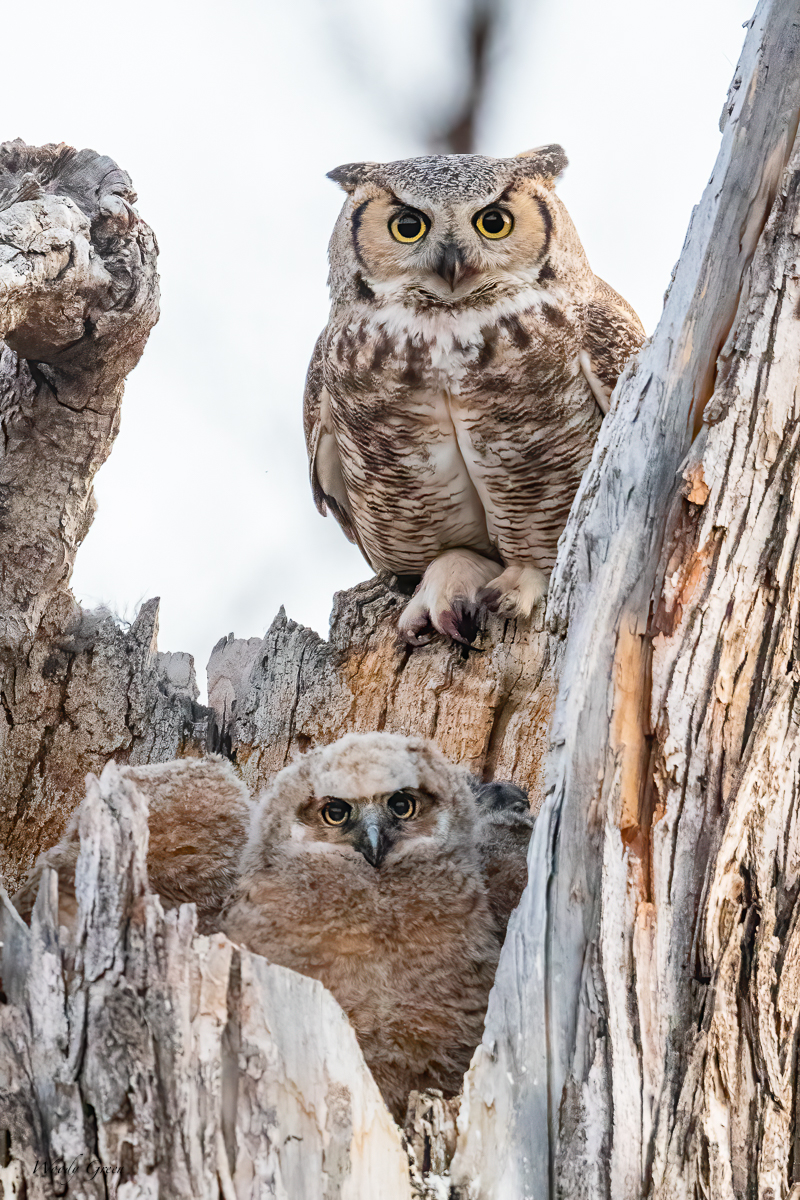 OwlNest-595.jpg