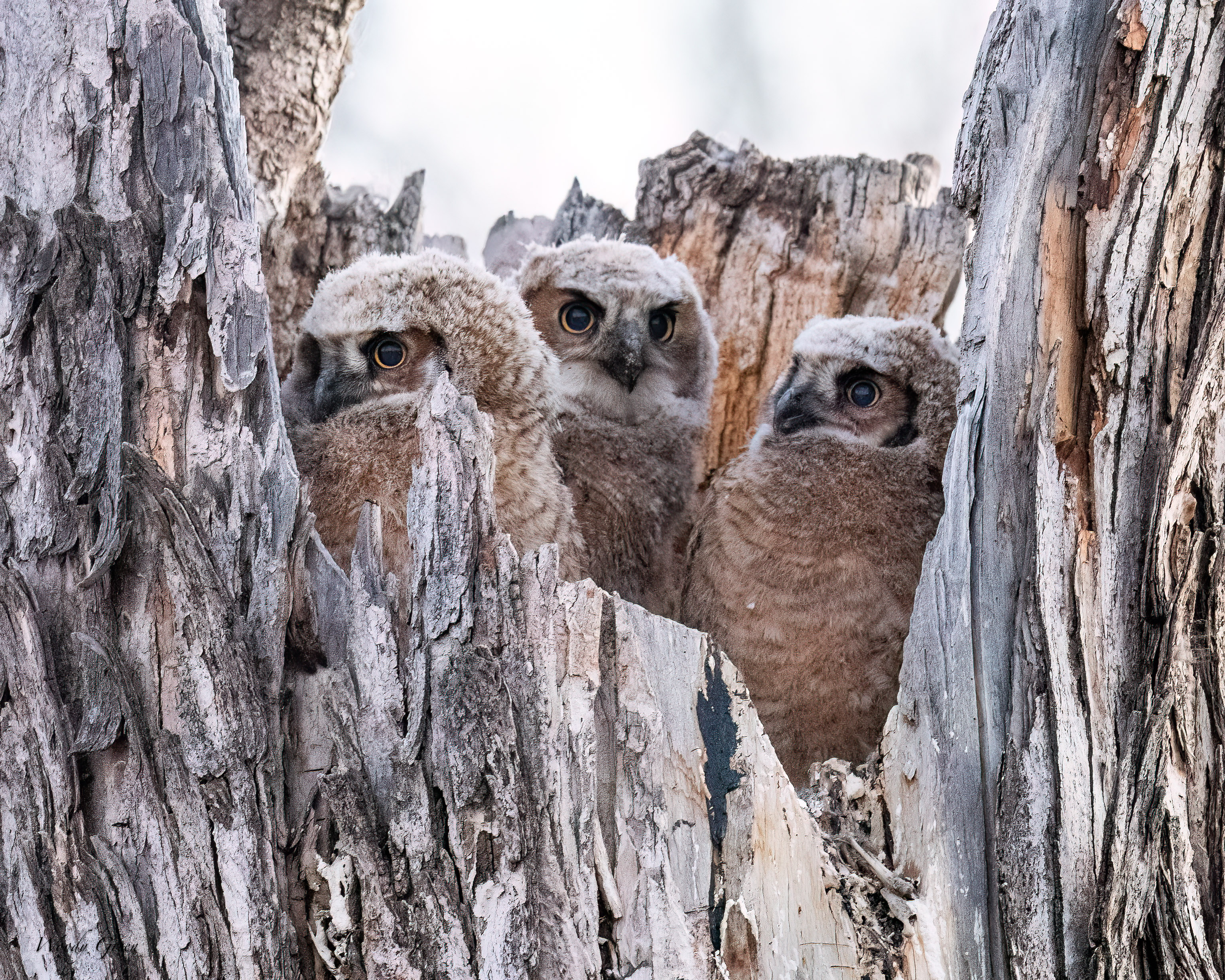 OwlNest-599.jpg