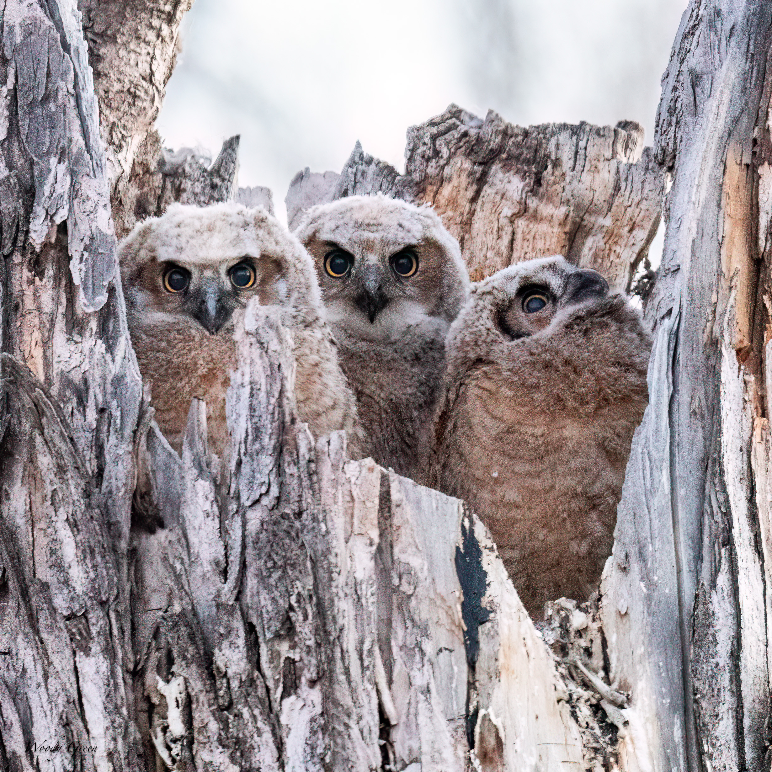 OwlNest-601.jpg