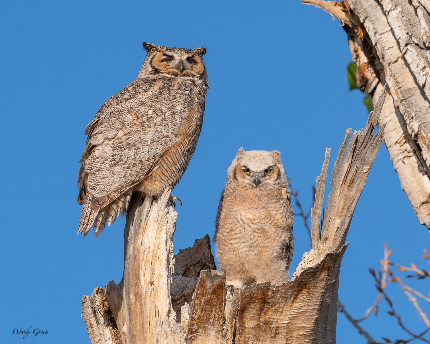 OwlNest-602.jpg