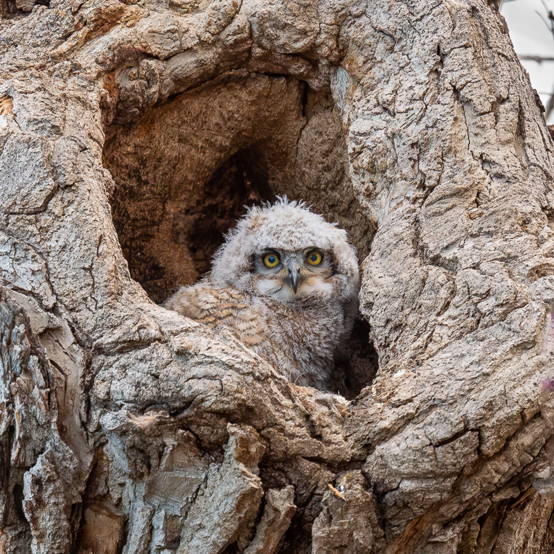 OwlNestBaby-351.jpg