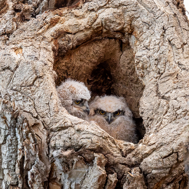 OwlNestBaby-352.jpg