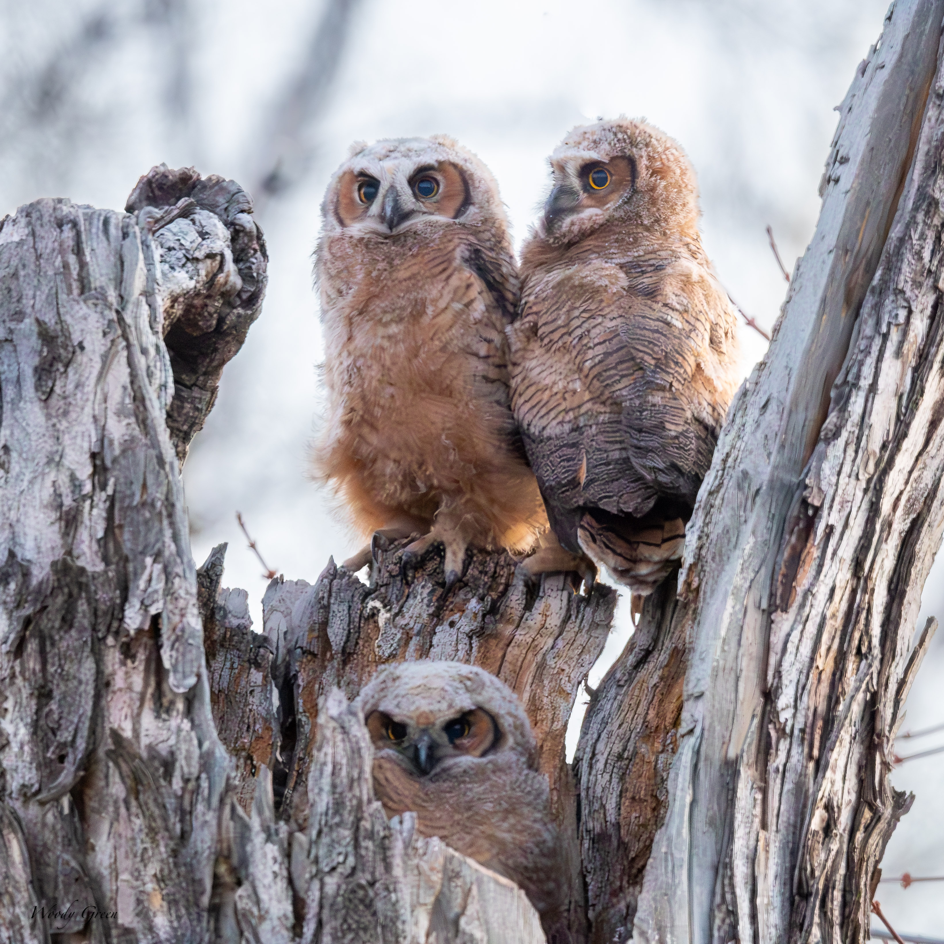 OwlNestEdge-754.jpg