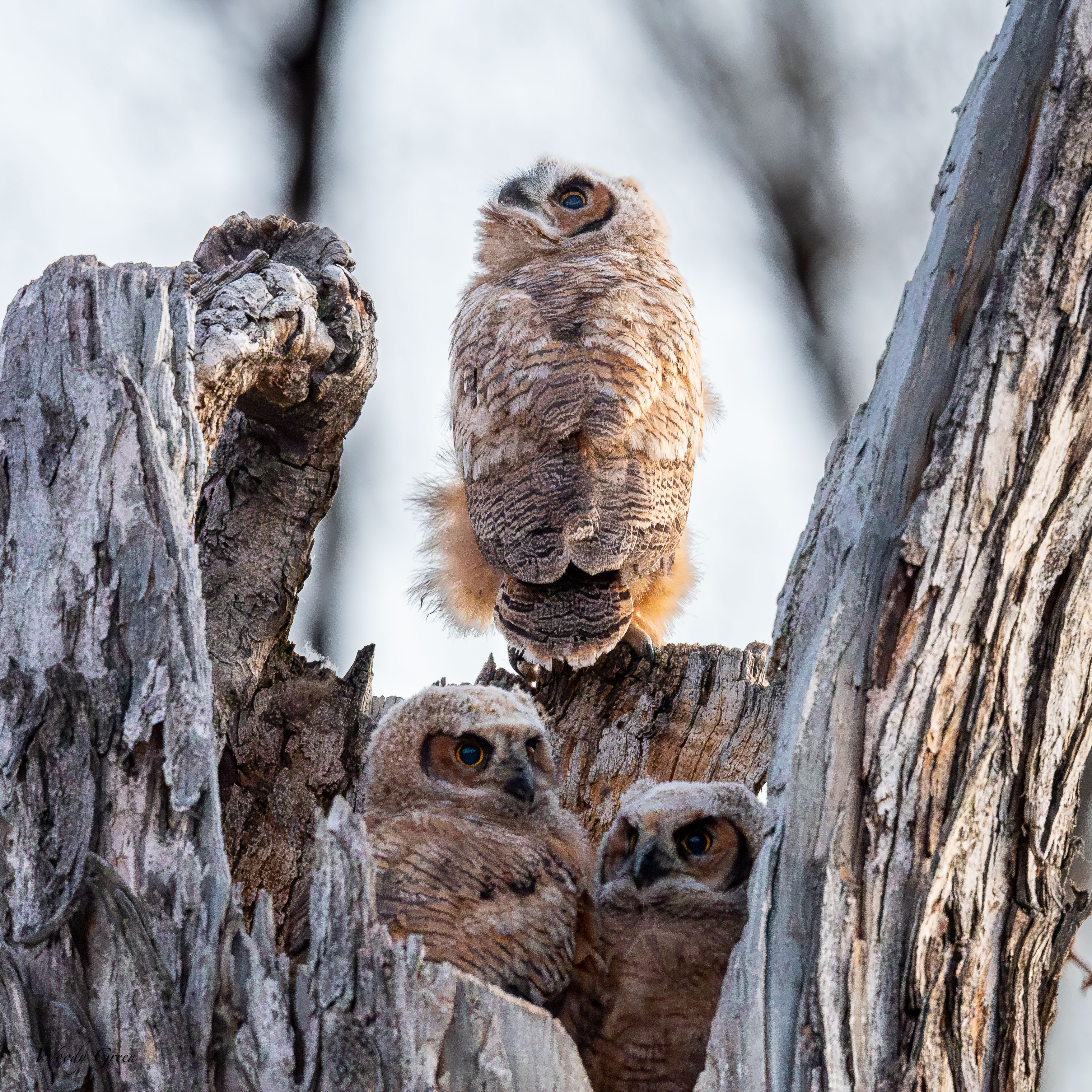OwlNestEdge-755.jpg