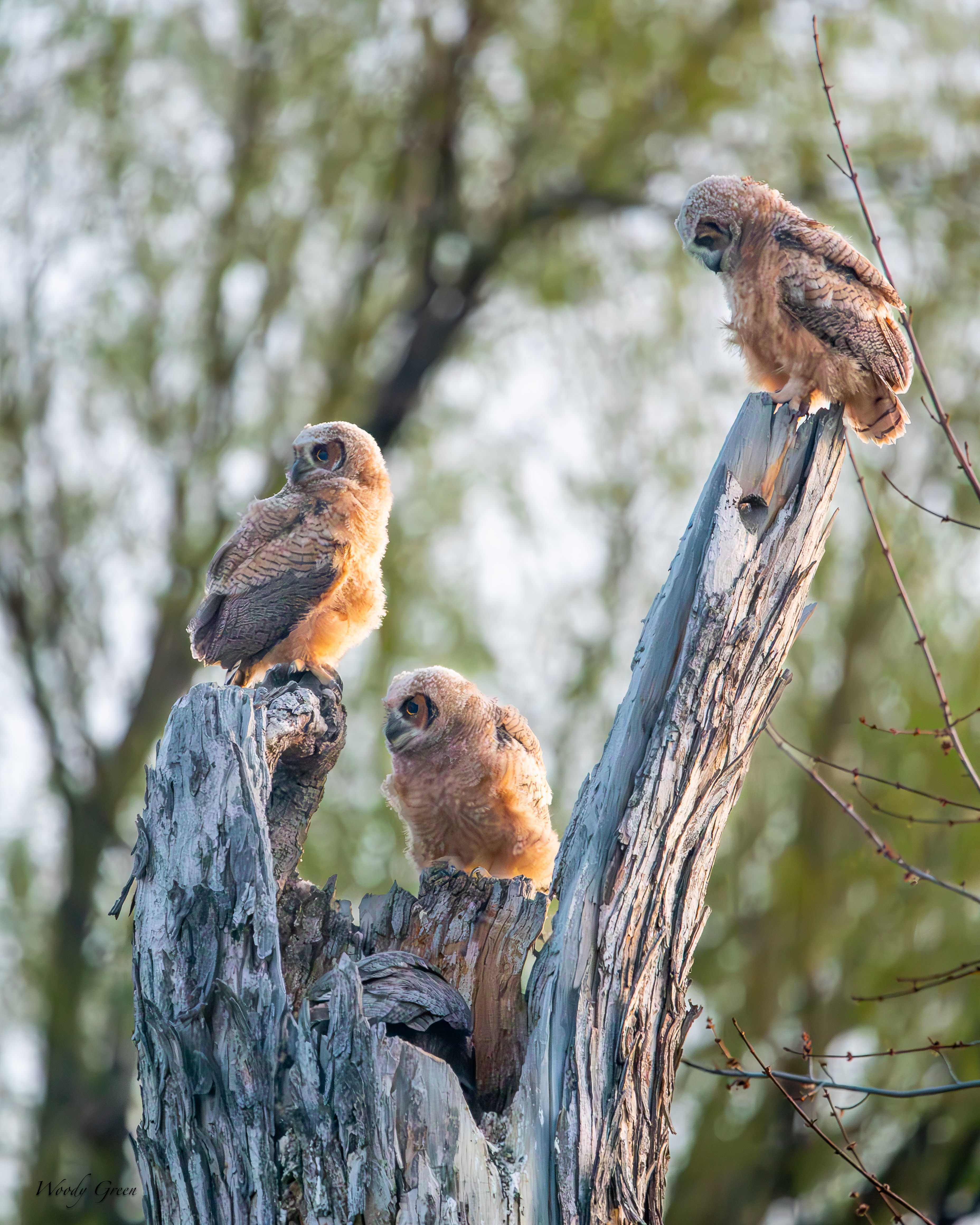 OwlNestEdge-759.jpg