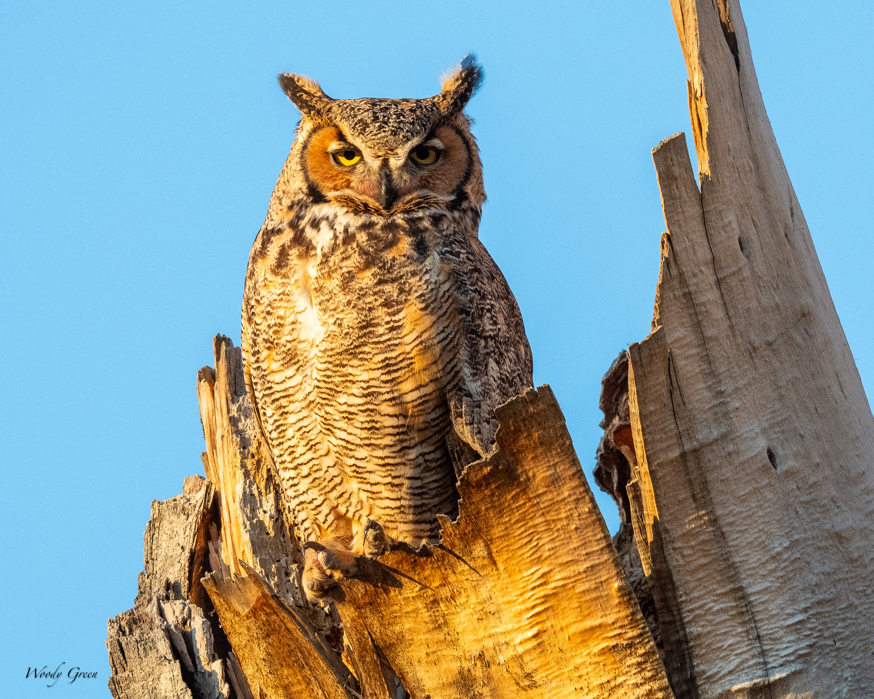 OwlNestSunrise-319.jpg