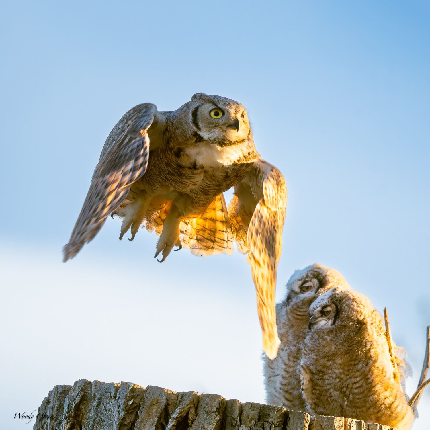 OwlNestTakeoff-595.jpg