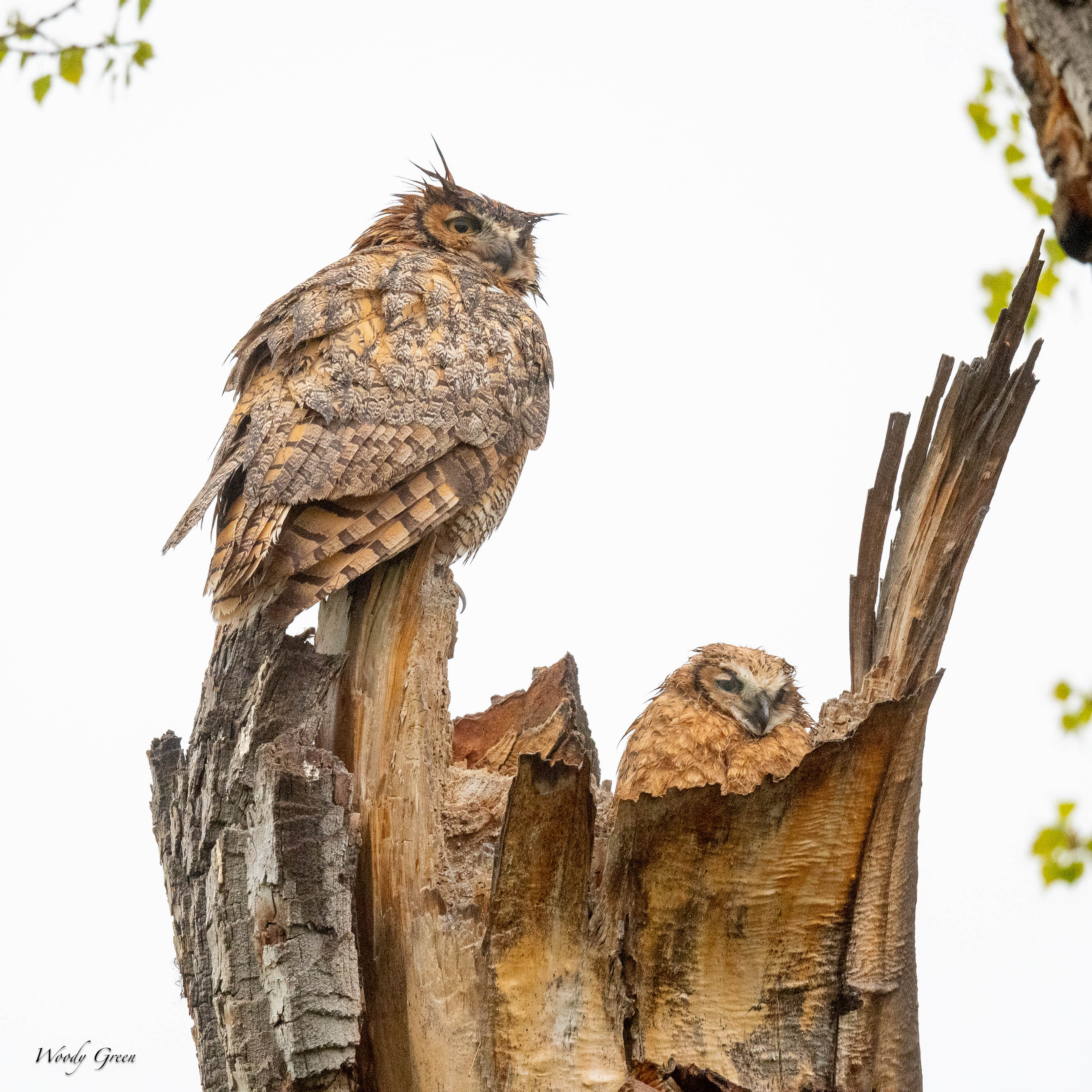 OwlNestWet-113.jpg