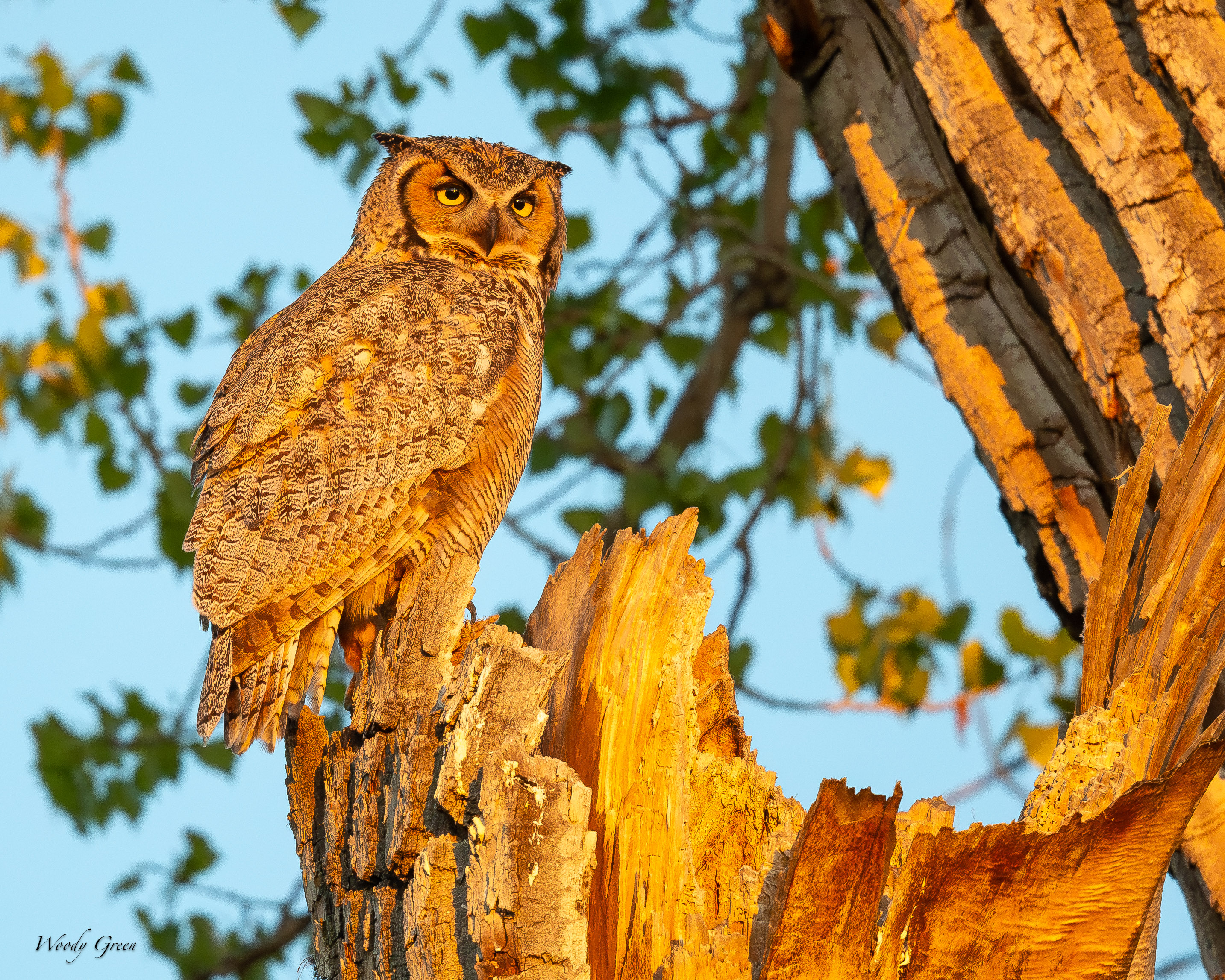 OwlPerched-120.jpg