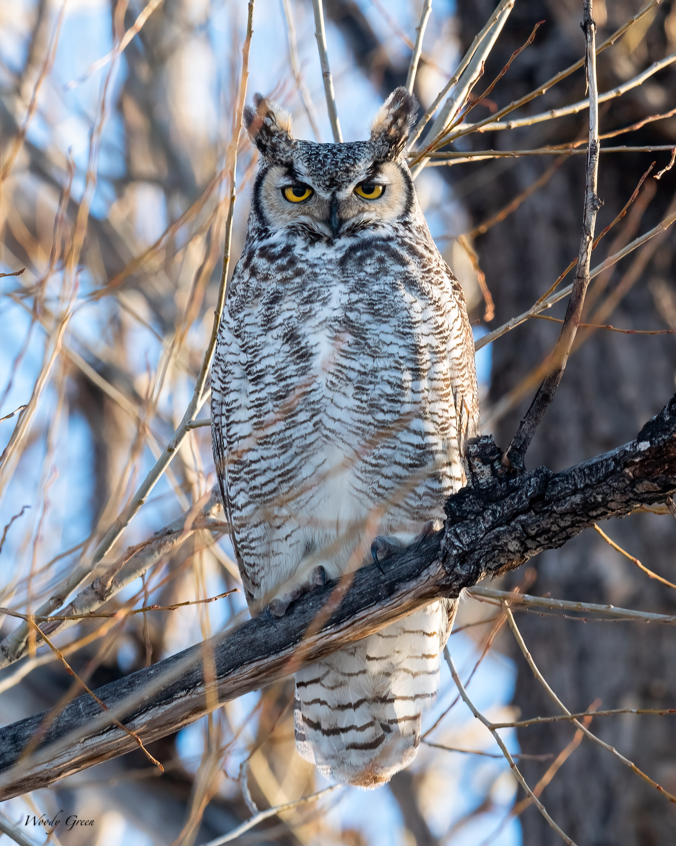 OwlPerched-316.jpg