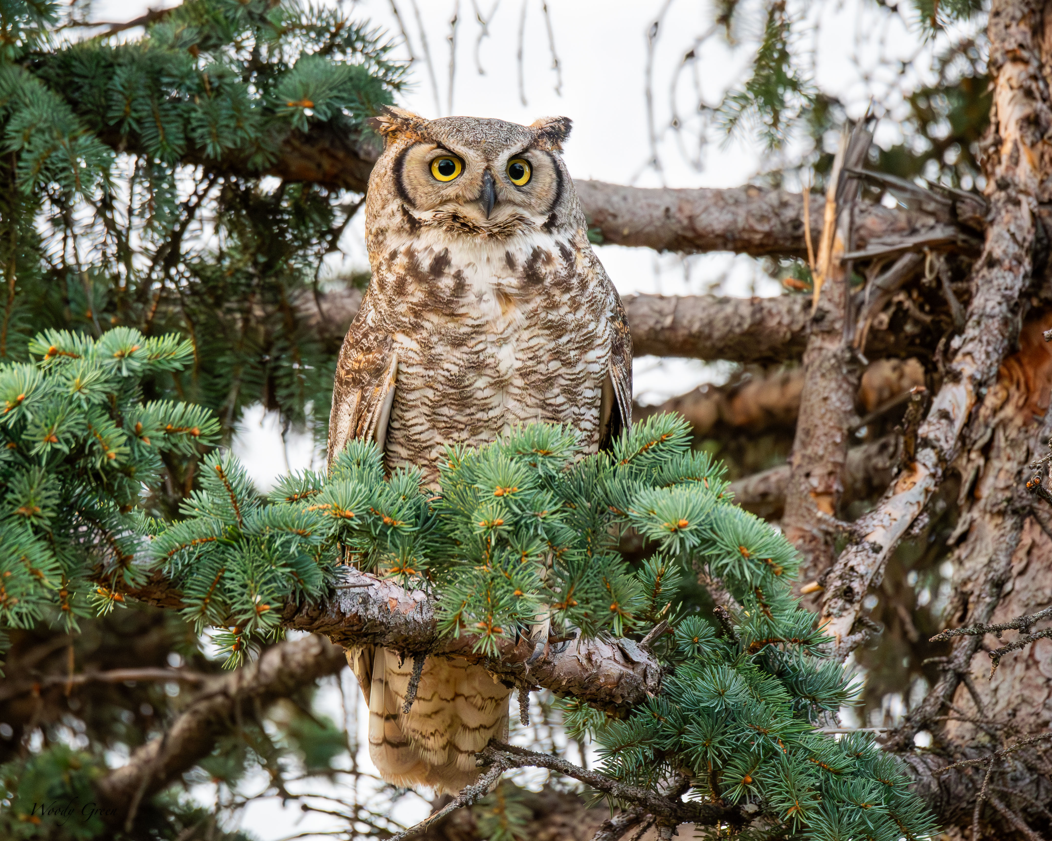 OwlPerched-72.jpg
