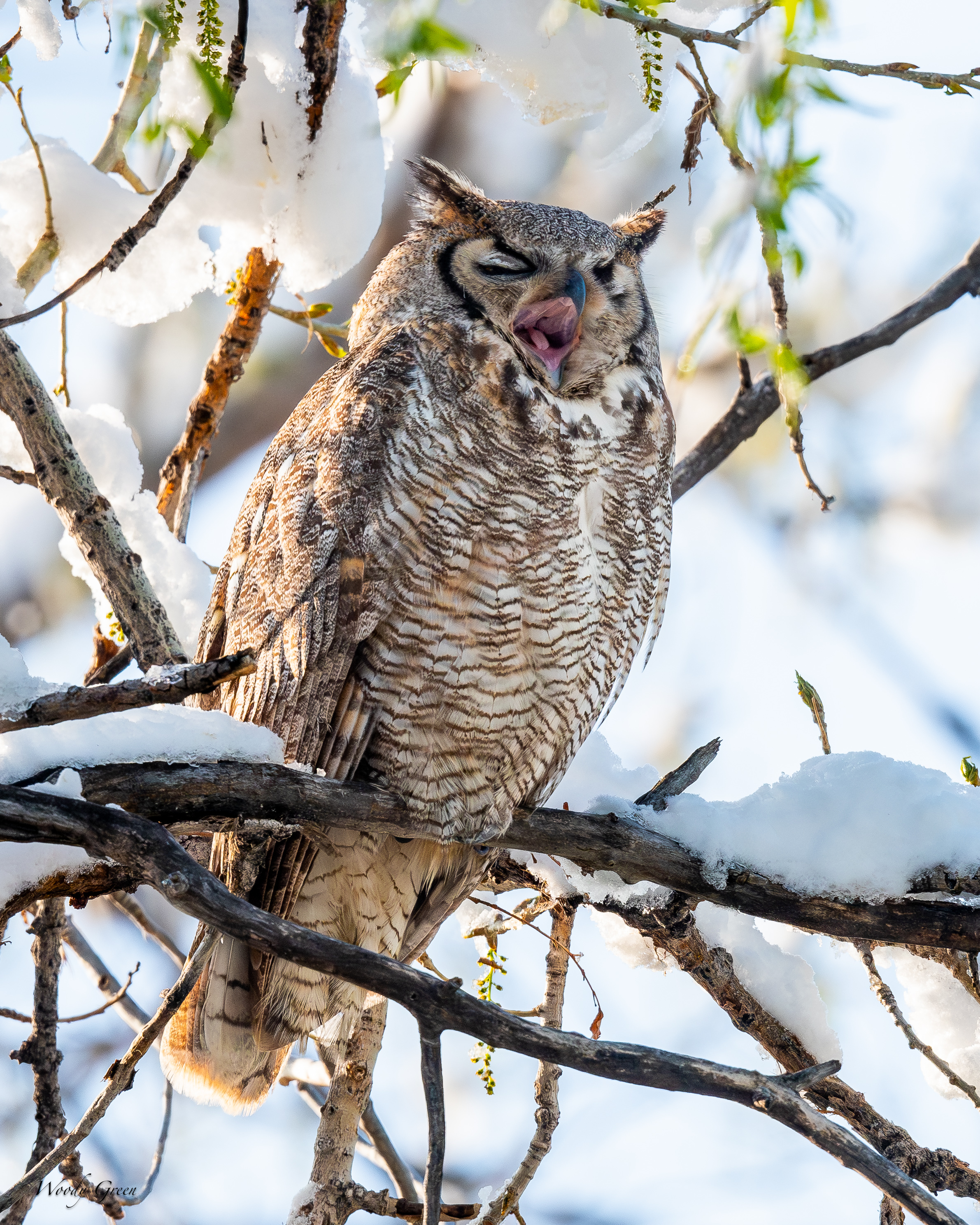 OwlPerched-769.jpg